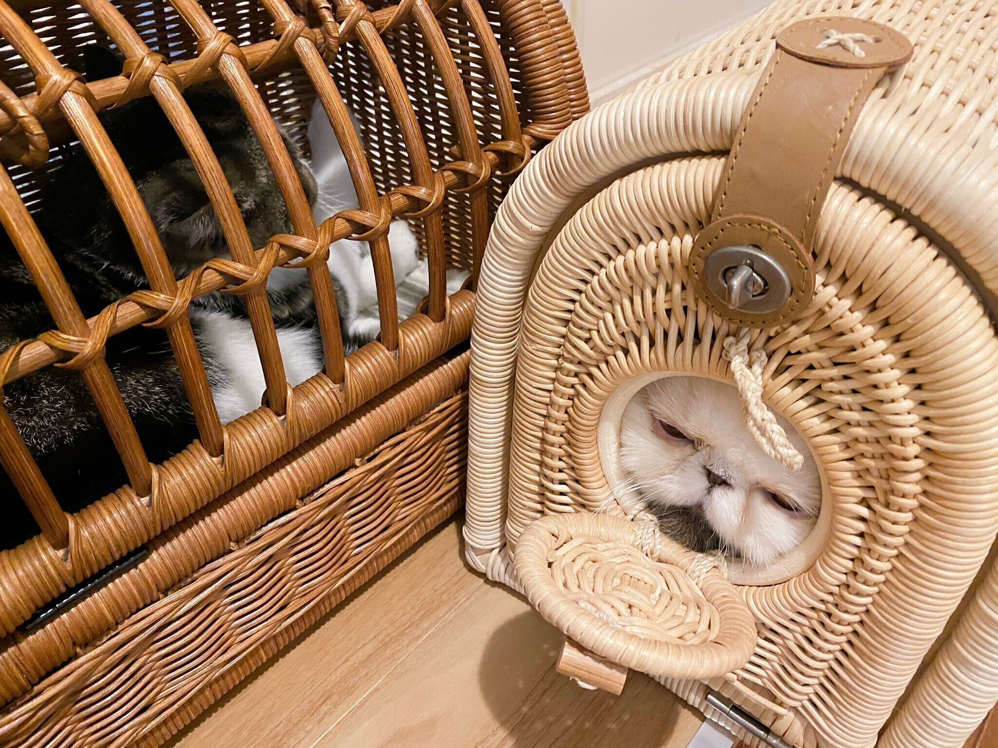 なんともいえない表情のずーちゃん