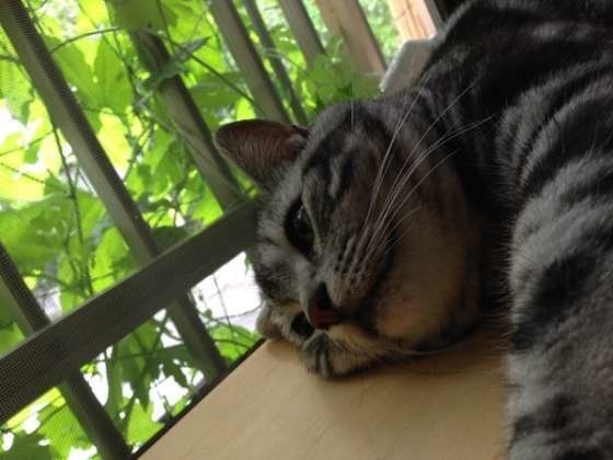 たいくつそうなアメリカンショートヘア