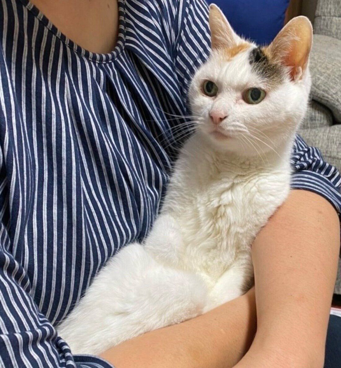 甘えるミミちゃん