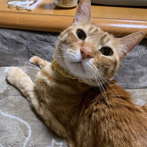 お尻ポンポンをおねだりする茶トラ猫