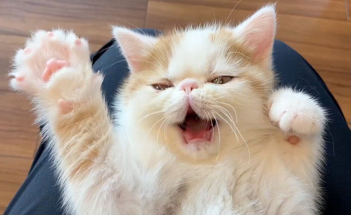 エアふみふみをするひるねくん。