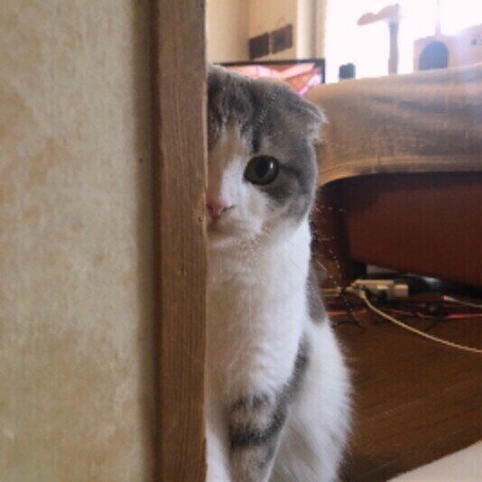 スコティッシュフォールドのくうちゃん