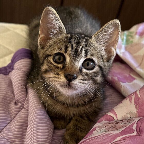 見つめるキジトラ猫