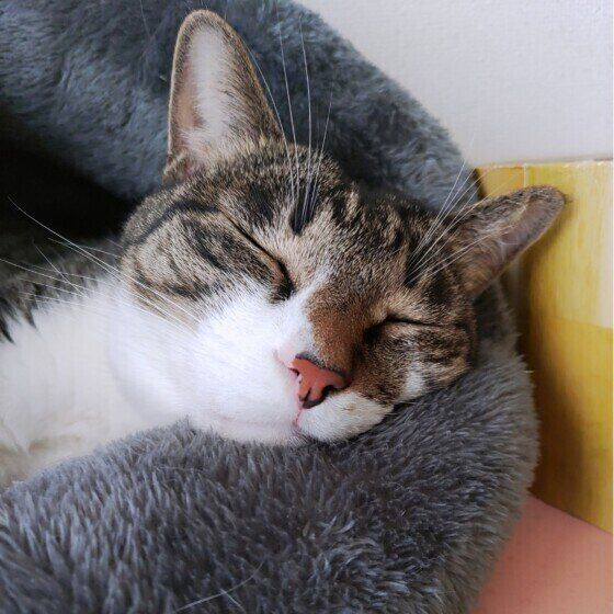 キジシロのガジラくん