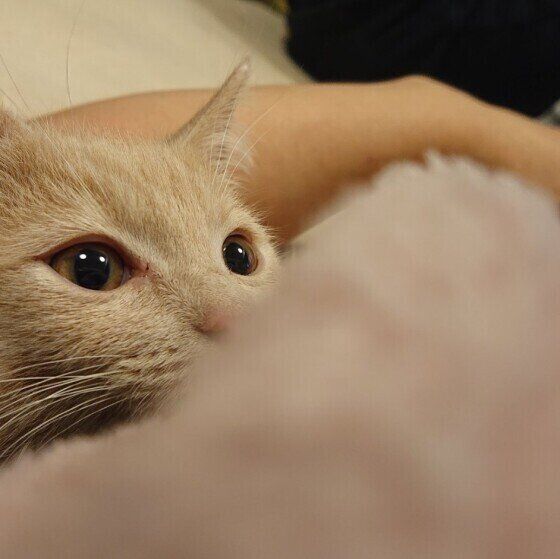 くつろぐマンチカン