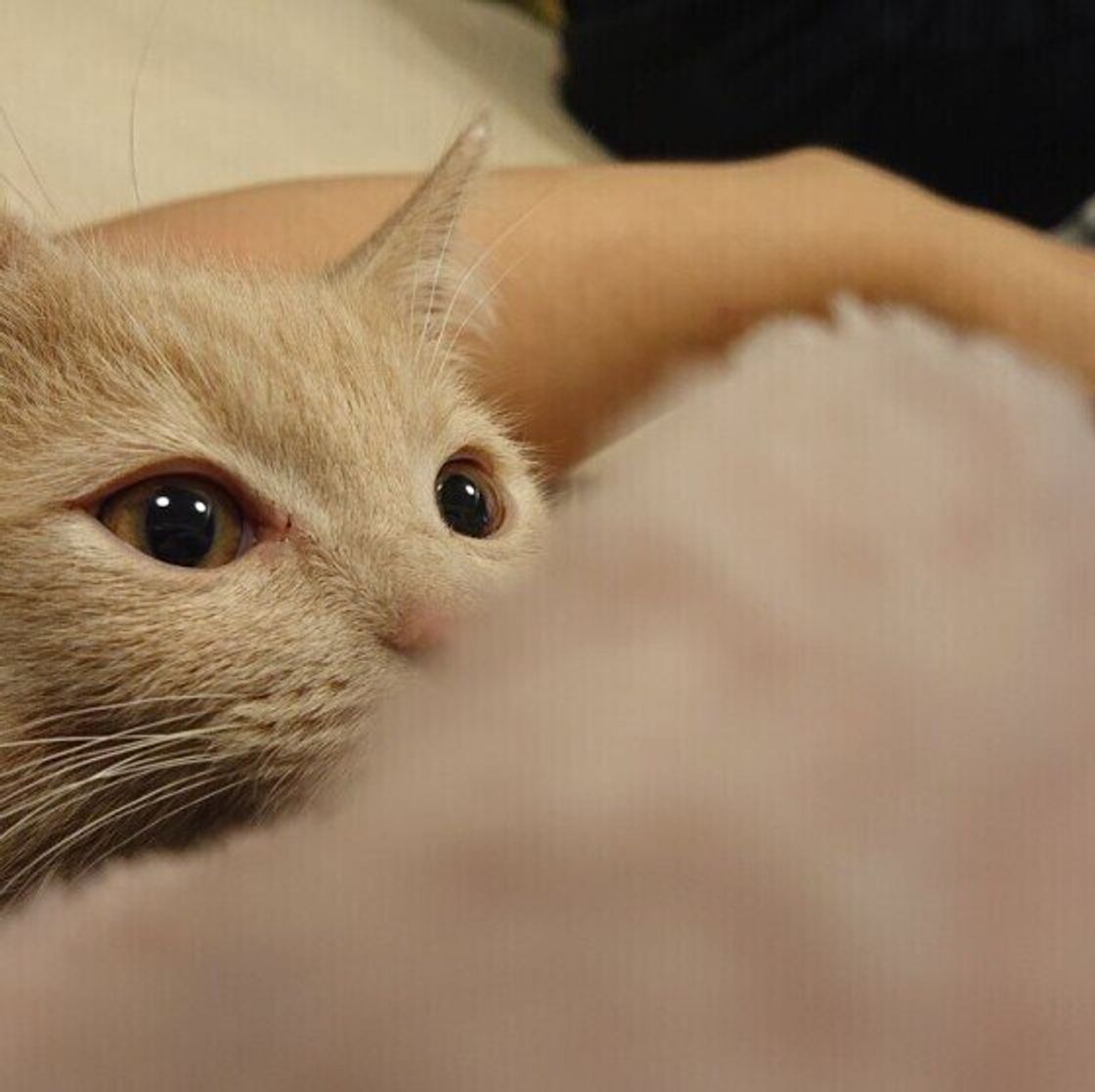 猫が 抱きつきたくなる のはどんな人 愛猫からの ギュッ には注意が必要な場合も 獣医師解説 ねこのきもちweb Magazine 猫が 抱きつきたくなる のはどんな人 愛猫からの ギュッ には注意が必要な場合も 獣医師解説 ねこのきもちweb Magazine