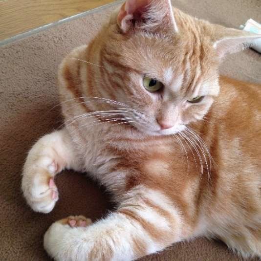 くつろぐアメリカンショートヘア