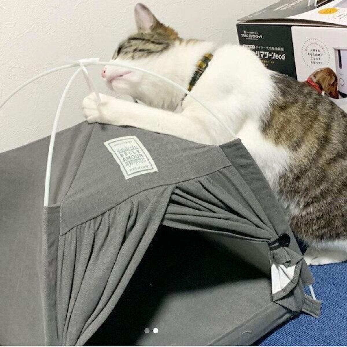 猫たちを虜にするものも手に入る ダイソーのおすすめ猫グッズ4選 ねこのきもちweb Magazine 猫たちを虜にするものも手に入る ダイソーのおすすめ猫グッズ4選 ねこのきもちweb Magazine