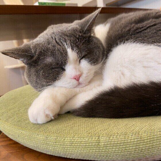 くつろぐブリティッシュショートヘア