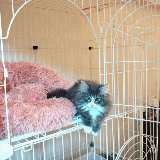 獣医師監修 猫にケージは必要 慣らし方やおすすめのケージも 21年最新 ねこのきもちweb Magazine