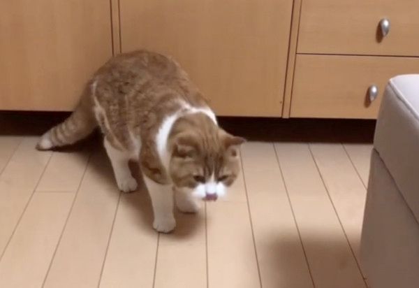 ギリギリにおさまるのが好きな猫