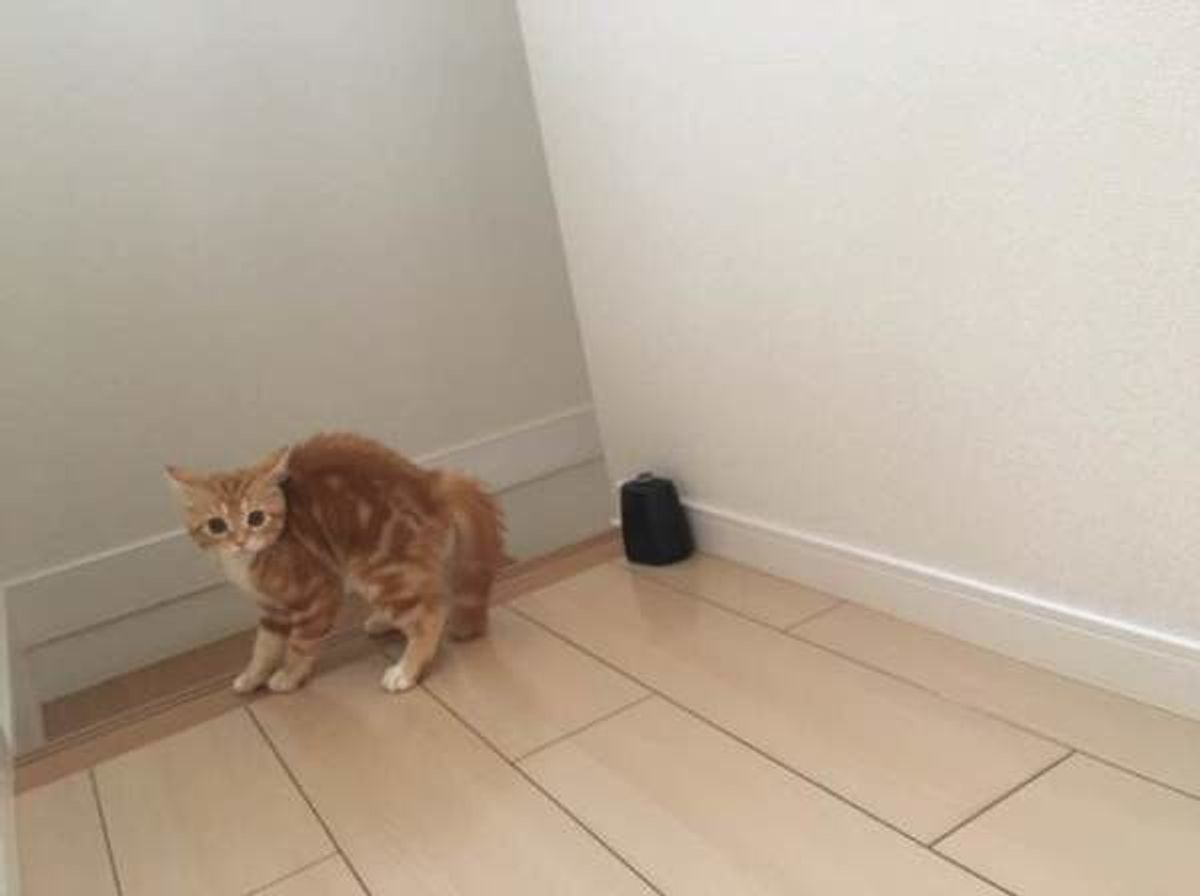 あなたは大丈夫 猫が嫌がることを知ってストレスを和らげよう ねこのきもちweb Magazine あなたは大丈夫 猫が嫌がることを知ってストレスを和らげよう ねこのきもちweb Magazine