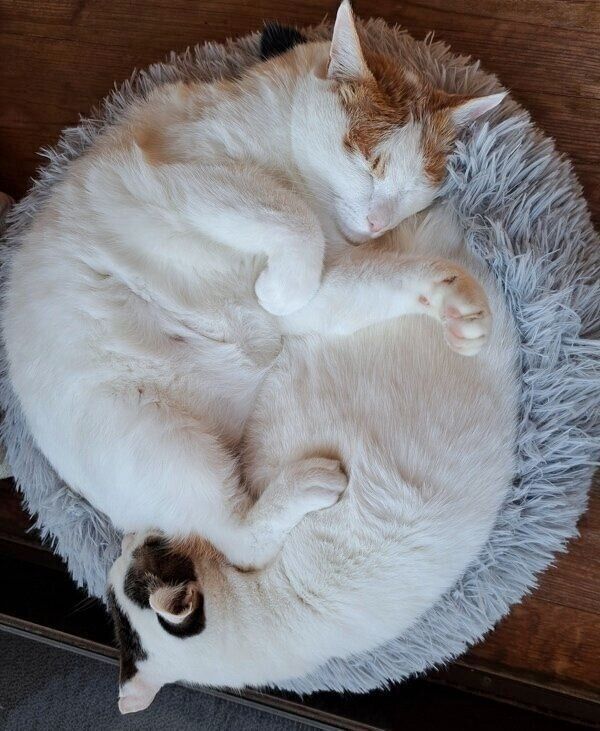 アンモニャイトになったにこちゃんとはなくん