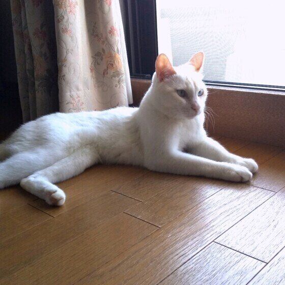 窓辺にいる白猫