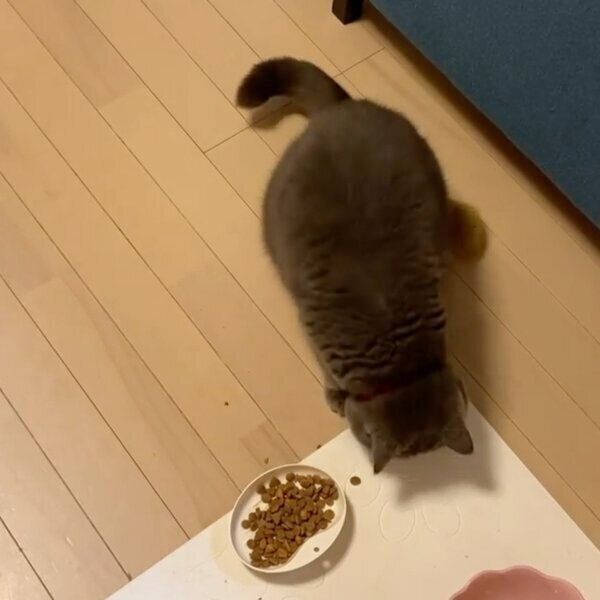カリカリの食べ方が独特すぎるぺーちゃん