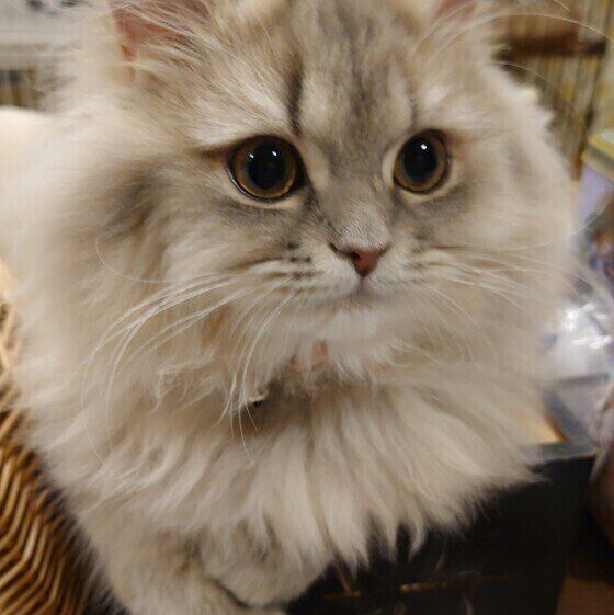 くりくりした目が可愛い毛がふさふさのペルシャ猫顔アップ