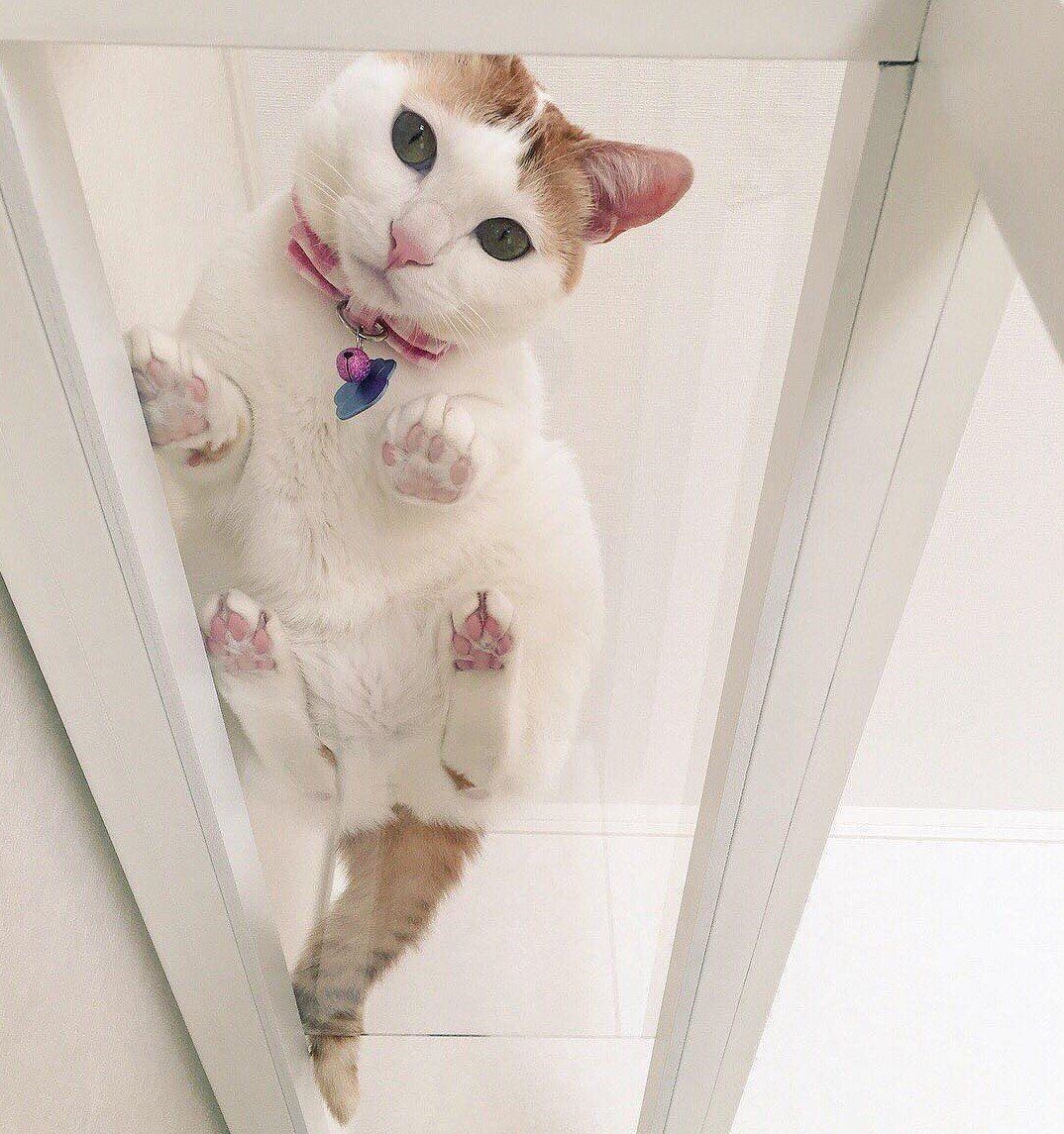 裏側から覗いた猫