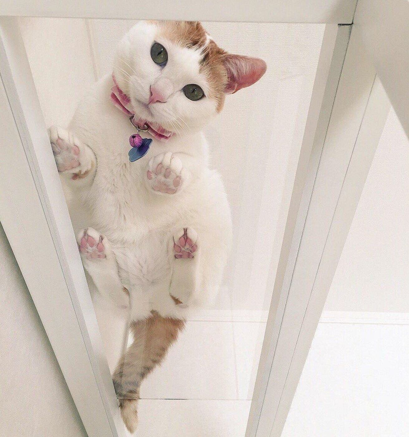 心が浄化される可愛さ 猫の裏側 を大公開 ねこのきもちweb Magazine 心が浄化される可愛さ 猫の裏側 を大公開 ねこのきもちweb Magazine