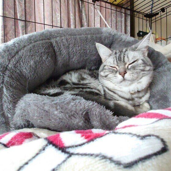 ケージでくつろぐアメリカンショートヘア