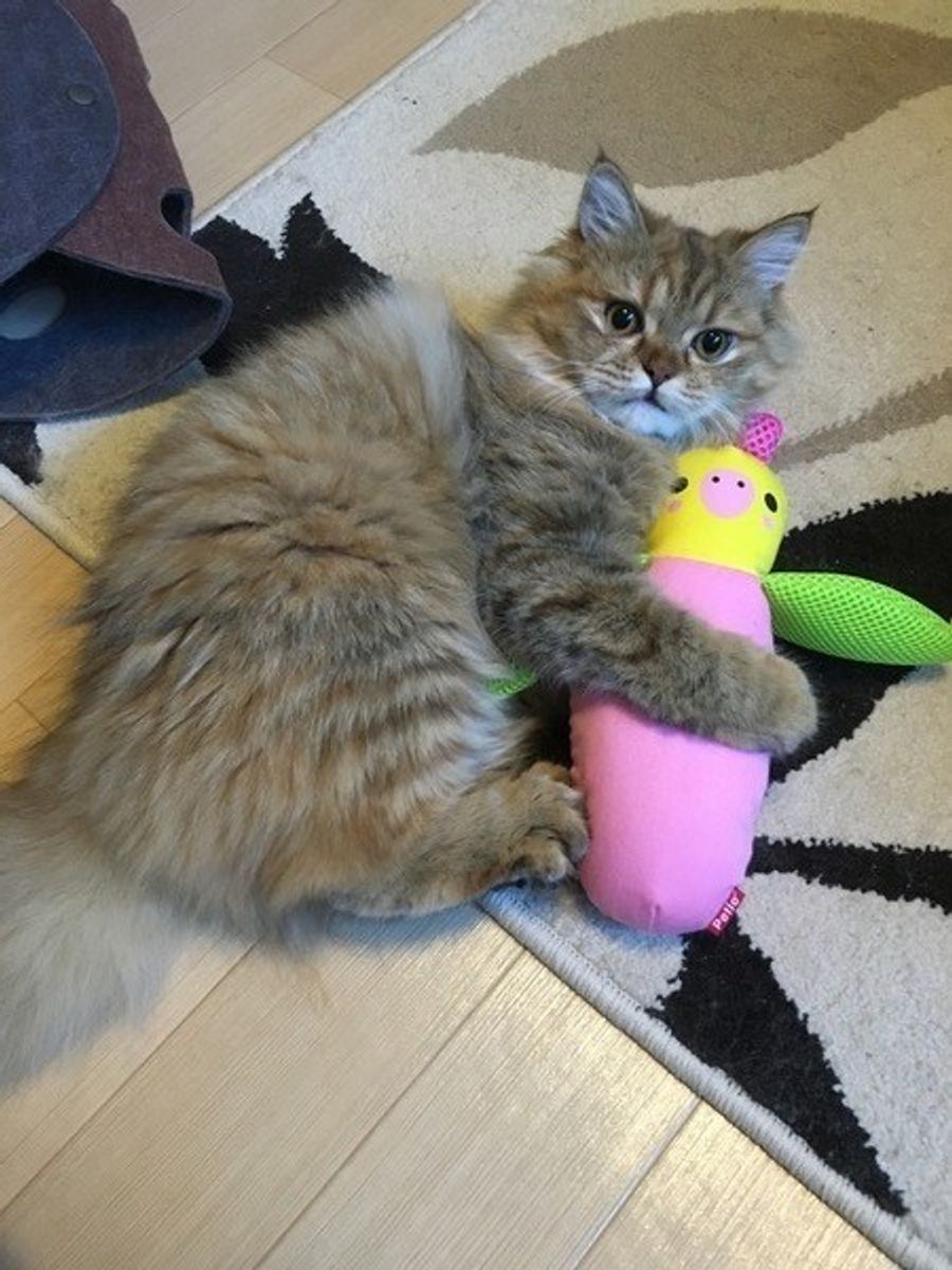 もう退屈なんて言わせない 猫の年代別おもちゃの選び方とは ねこのきもちweb Magazine