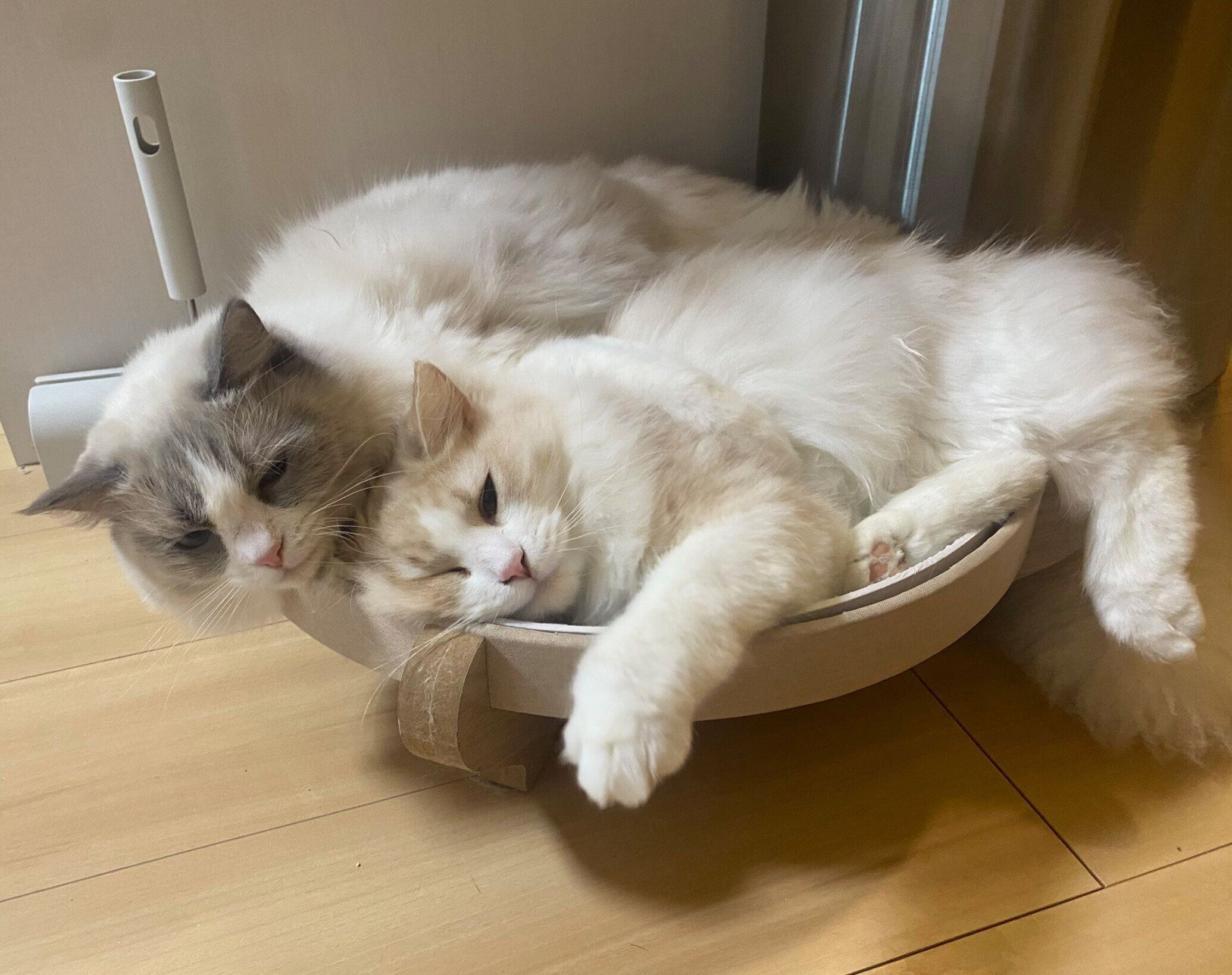 爪とぎボウルの中でくつろぐ睡蓮ちゃん、もなかくん