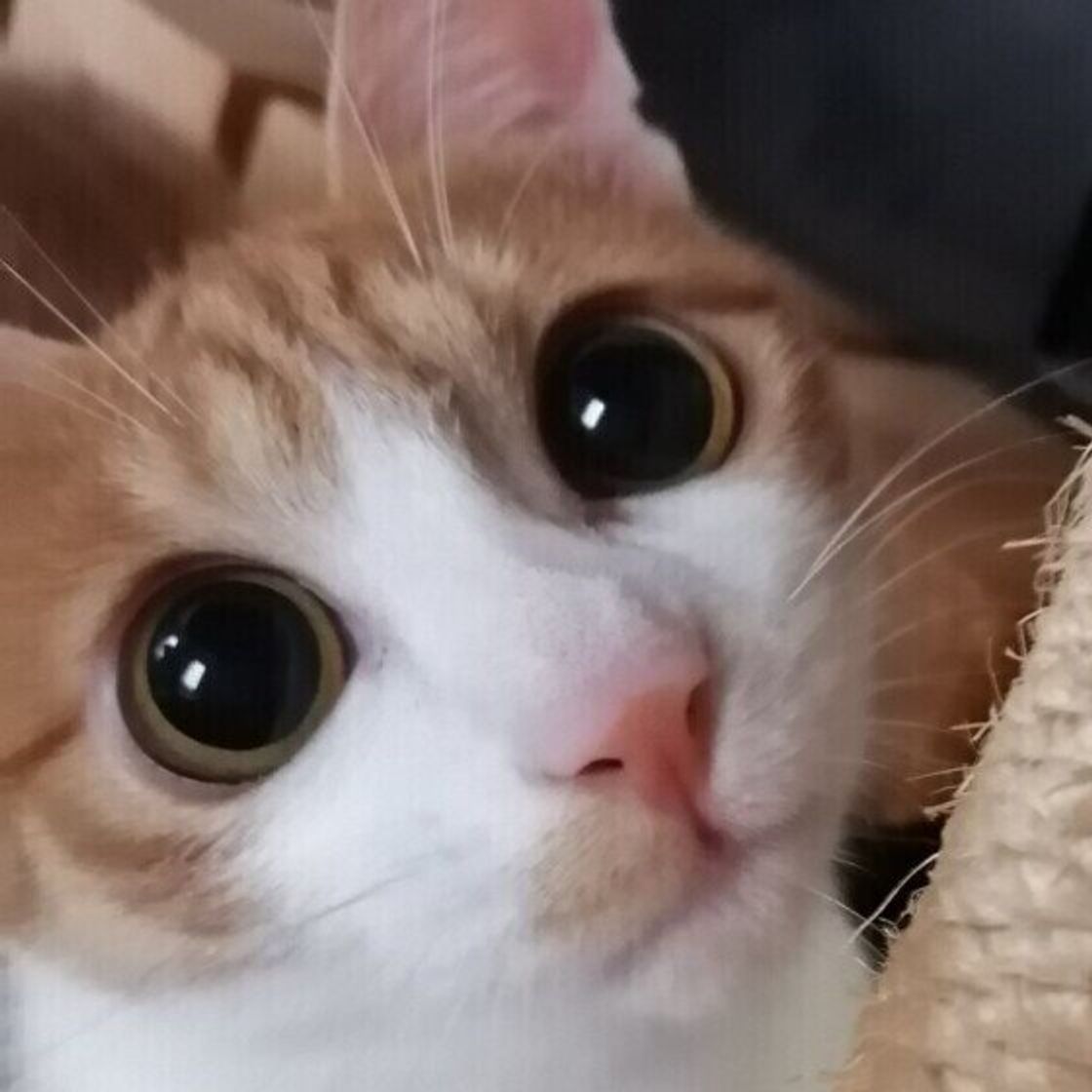 猫のテンションが高いときのサイン 病気など注意が必要な場合の見分け方 ねこのきもちweb Magazine