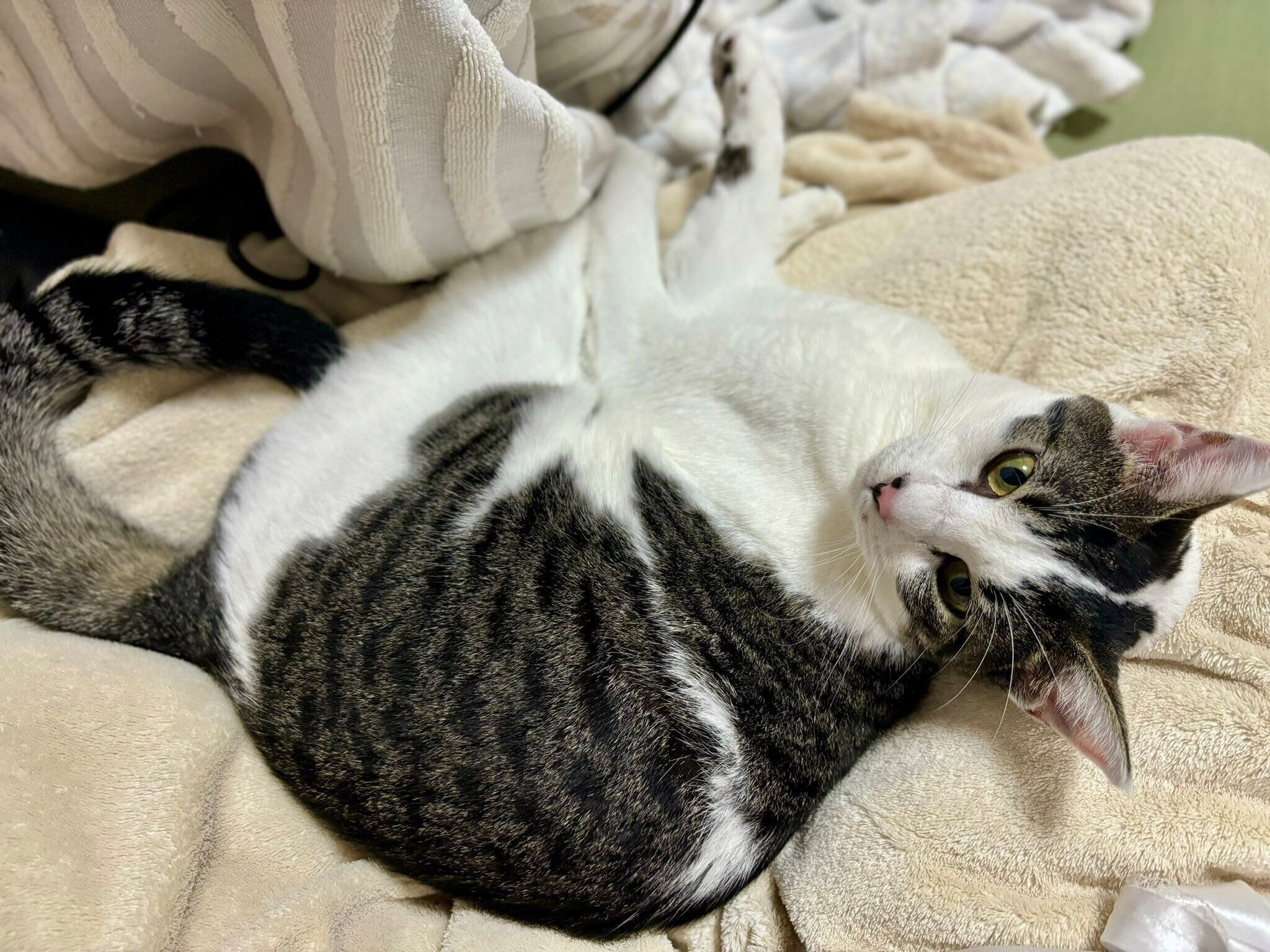 ベッドでくつろぐしおちゃん