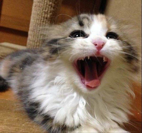 見つめるスコティッシュフォールド・ロングヘア