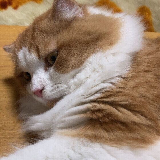 スコティッシュフォールド・ロングヘアのちくわくん