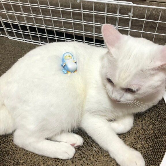 猫の上で眠るサメにゃん