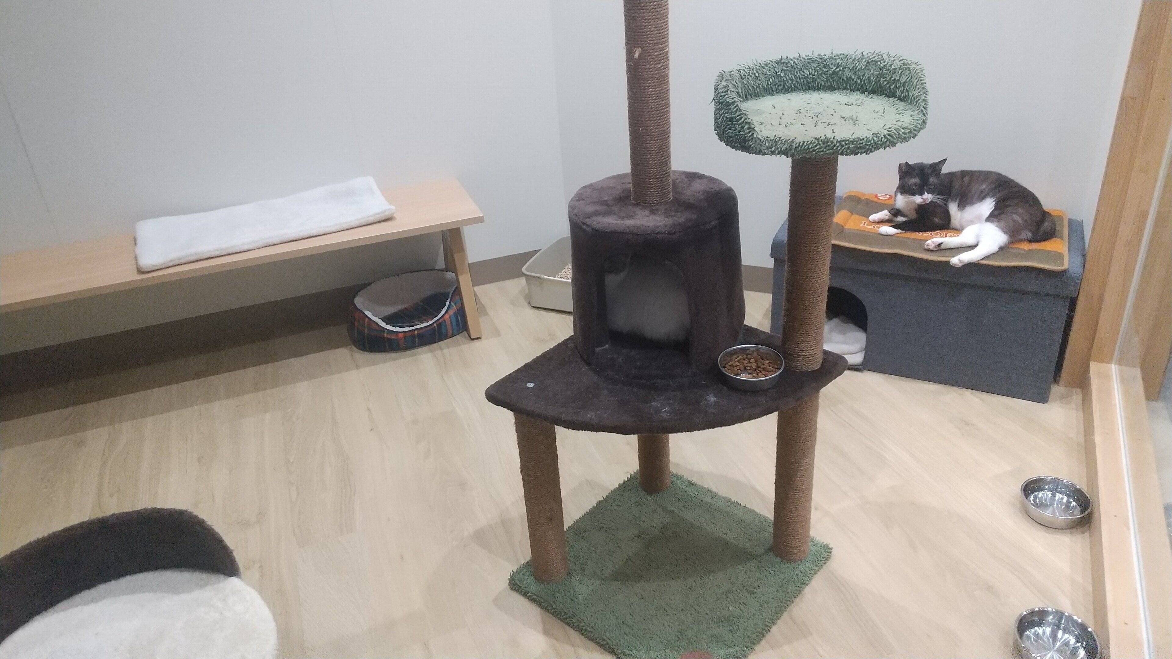 写真提供／いしかわ動物愛護センター