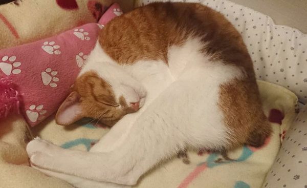 アンモニャイトする猫