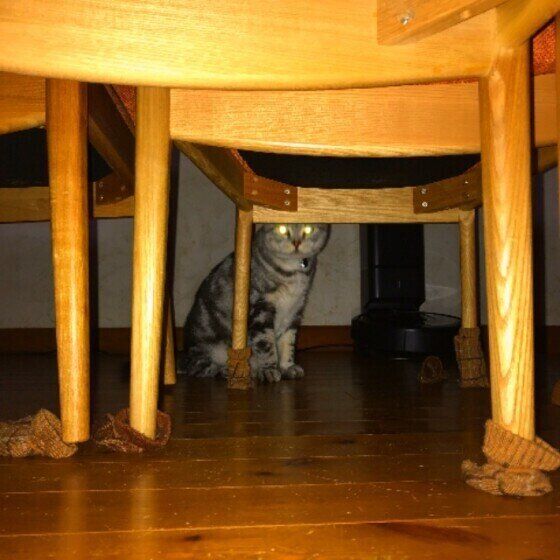 暗闇の猫（スコティッシュフォールド、オス）