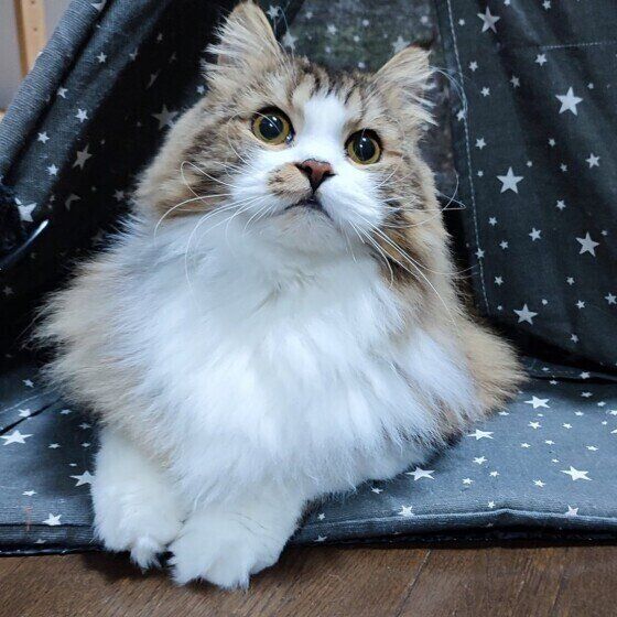 くつろぐスコティッシュフォールド・ロングヘア