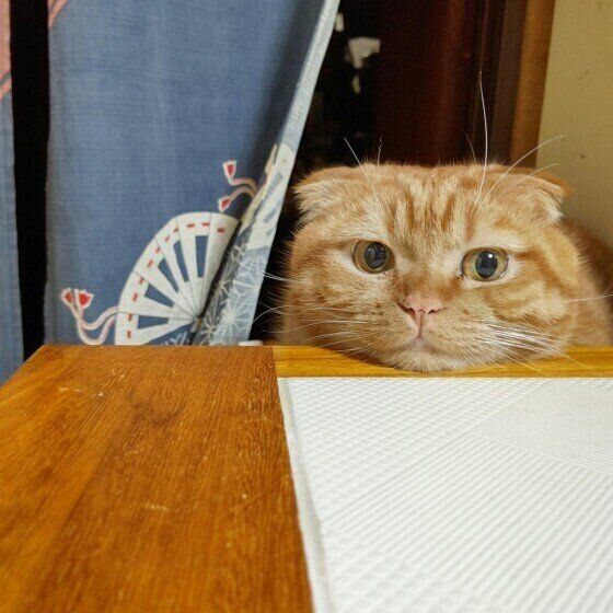 テーブルにあごをのせるスコティッシュフォールド（オス）