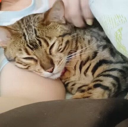 腕枕で眠る　ベルちゃん