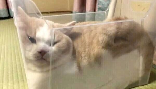 スリムなクリアケースに入るてんぷらくん