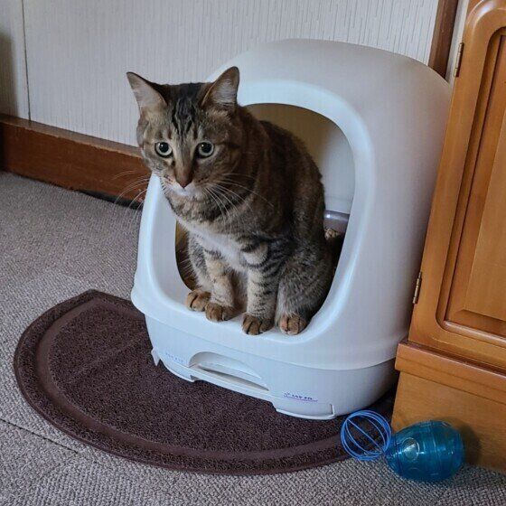 MIX　キジトラ　マイレ　(maile)  