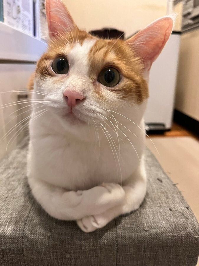 とってもかわいらしく成長したおかかくん