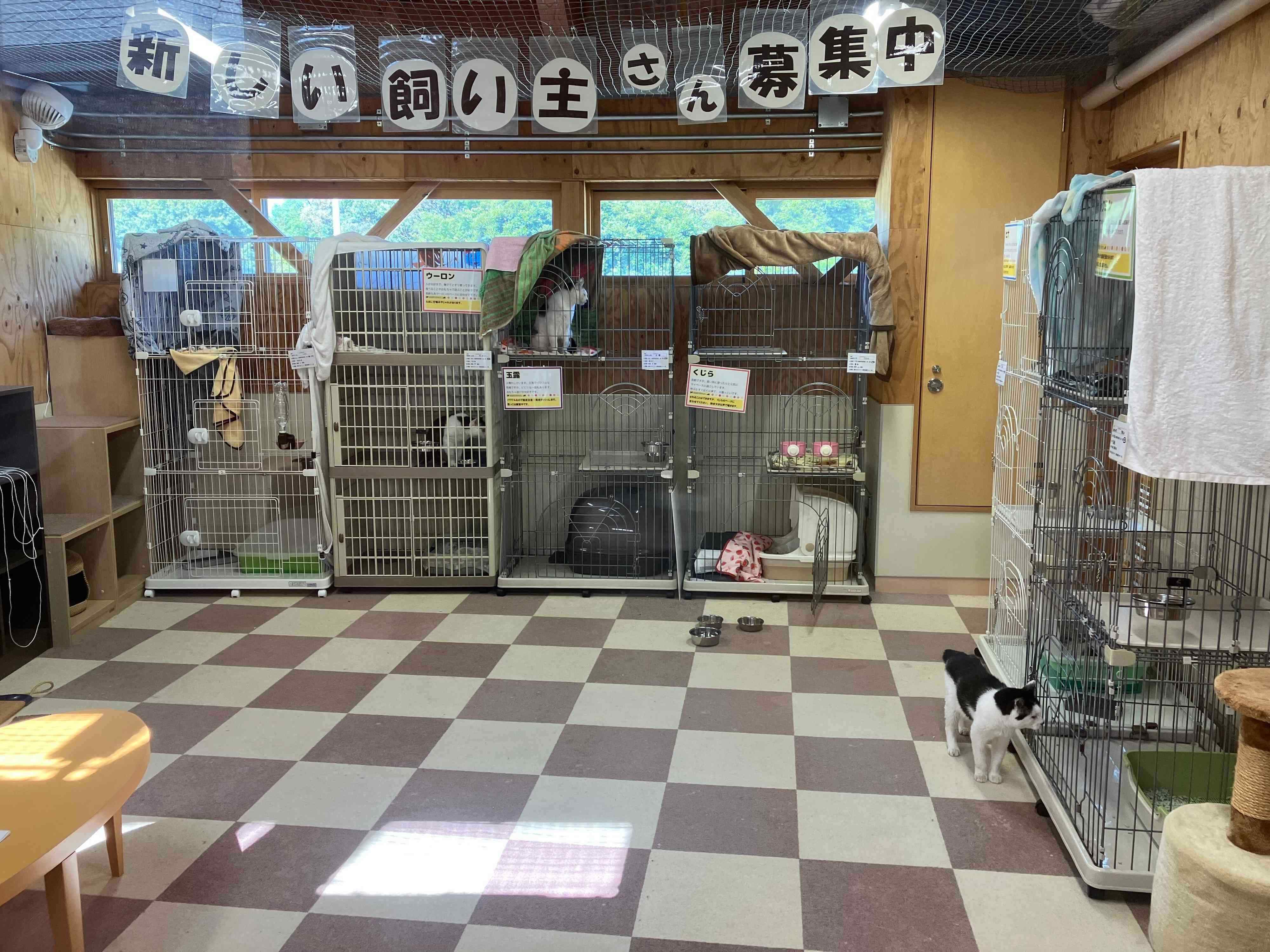 写真提供／新潟市動物愛護センター