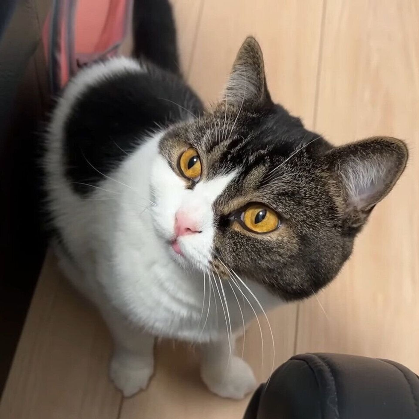 ママ猫と再会した息子猫 ちょっとぎこちないけど やっぱりそっくり ねこのきもちweb Magazine ママ猫と再会した息子猫 ちょっとぎこちないけど やっぱりそっくり ねこのきもちweb Magazine