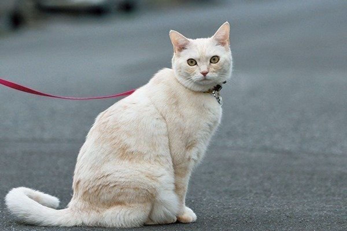 猫がベランダから落下 元気そうにしていても油断できないワケ ねこのきもちweb Magazine 猫がベランダから落下 元気そうにしていても油断できないワケ ねこのきもちweb Magazine
