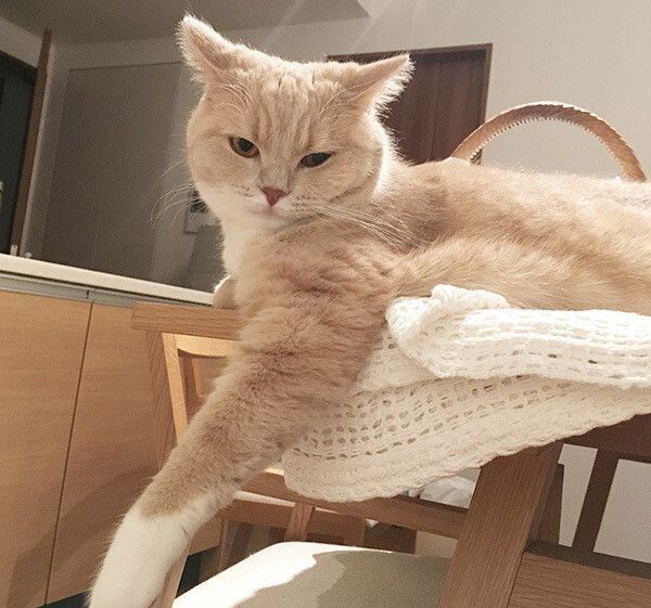 イカ耳のスコティッシュフォールド