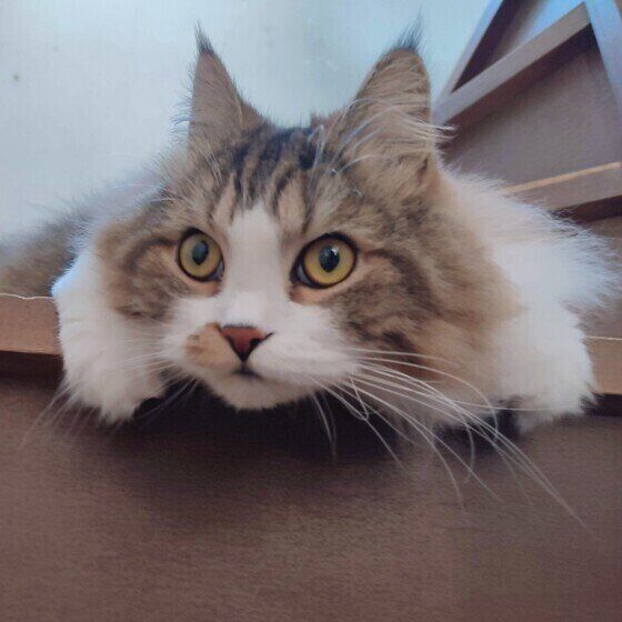 スコティッシュフォールド・ロングヘアの絆くん