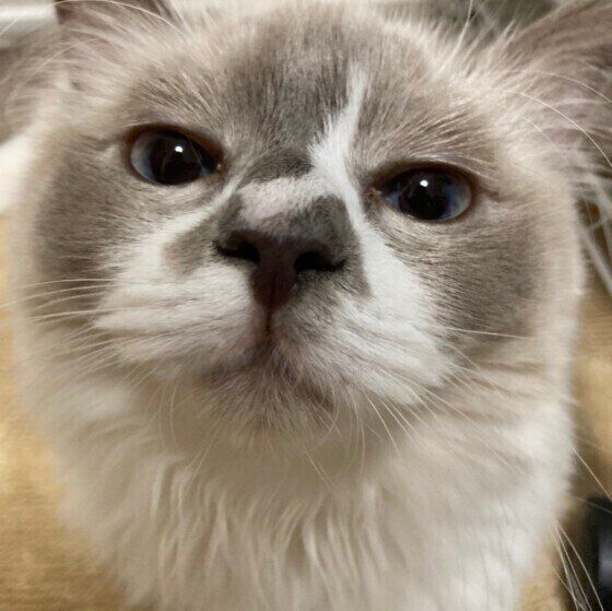 ラグドールのまろちゃん