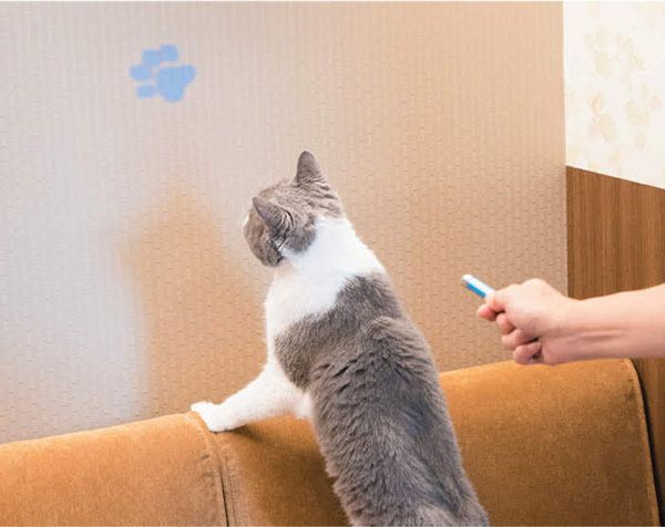 「ねこのきもち」2017年9月号