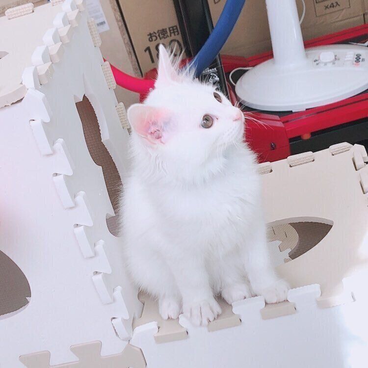 ジョイントマットの猫タワー