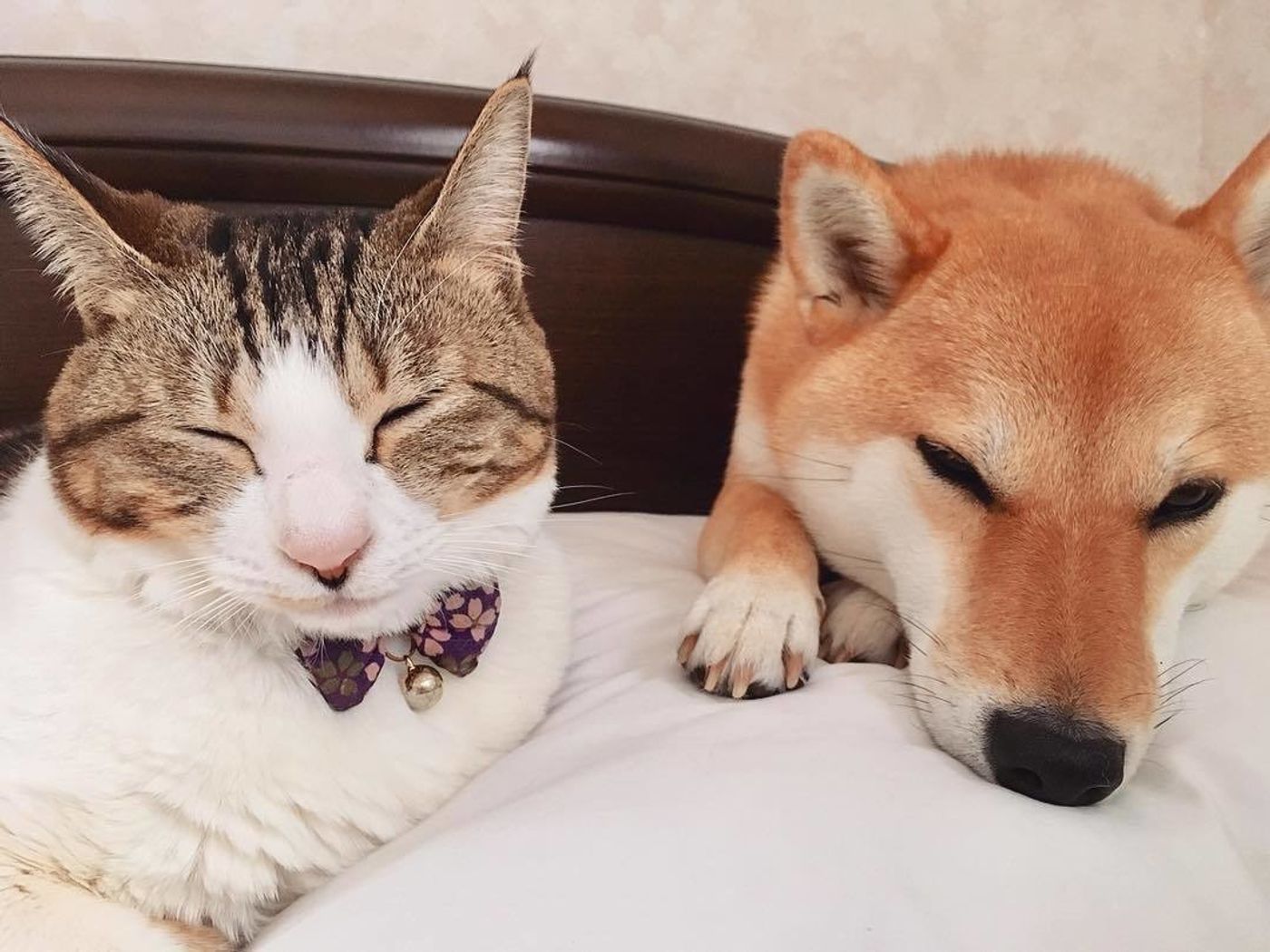 獣医師監修 猫と犬どっちも好き 一緒に飼う方法や仲良し画像 体験談もご紹介 ねこのきもちweb Magazine 獣医師監修 猫と犬どっちも好き 一緒に飼う方法や仲良し画像 体験談もご紹介 ねこのきもちweb Magazine