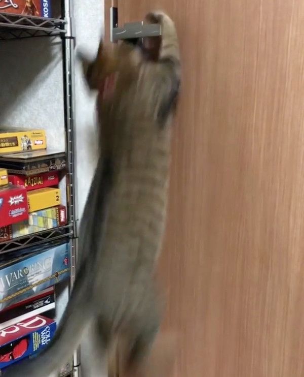 ドア開けをする猫