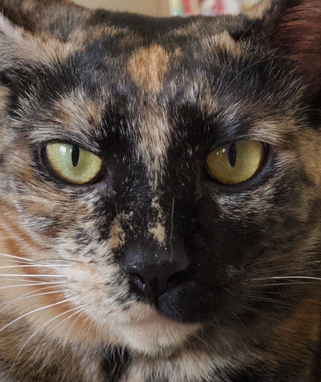 見つめるワサビちゃん